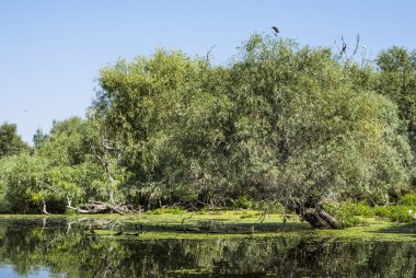 eski willows, vahşi yaşam Tuna Deltası