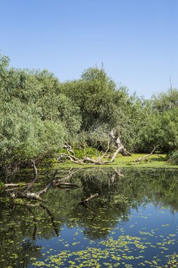 eski willows, vahşi yaşam Tuna Deltası