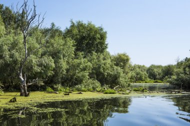 eski willows, vahşi yaşam Tuna Deltası