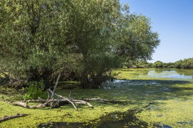 eski willows, vahşi yaşam Tuna Deltası