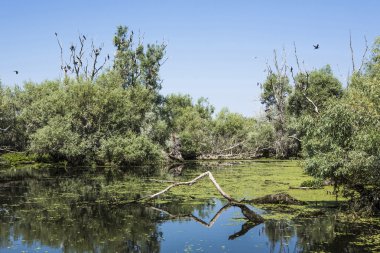 eski willows, vahşi yaşam Tuna Deltası