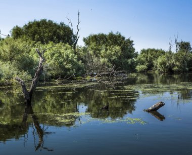 eski willows, vahşi yaşam Tuna Deltası
