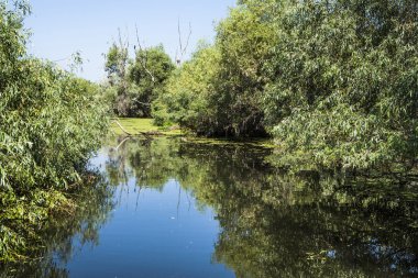 eski willows, vahşi yaşam Tuna Deltası