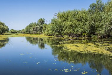 eski willows, vahşi yaşam Tuna Deltası