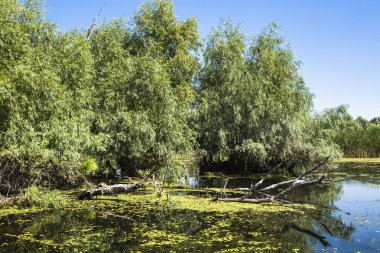 eski willows, vahşi yaşam Tuna Deltası