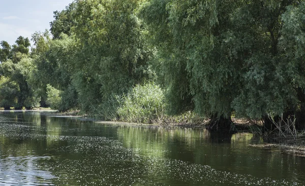 Wildlife delta Dunaje — Stock fotografie