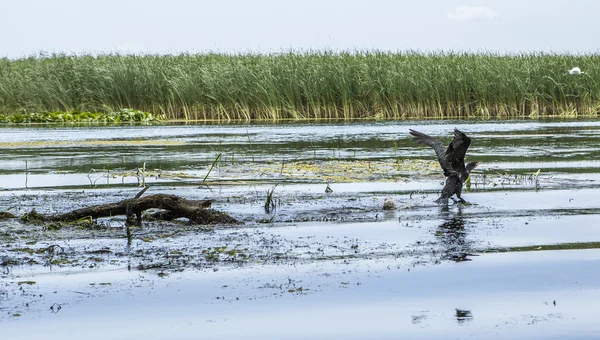 Vida selvagem do delta do danúbio — Fotografia de Stock