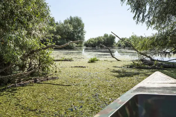 Fauna selvatica del delta del danubio — Foto Stock