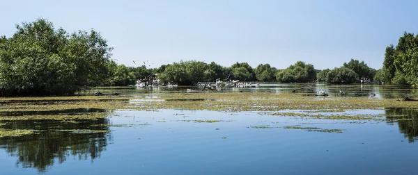 Fauna selvatica del delta del danubio — Foto Stock