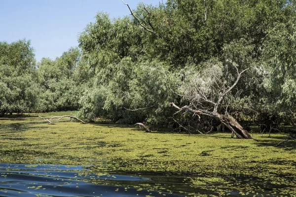 Vida silvestre del delta del Danubio — Foto de Stock