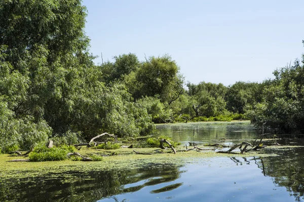 Vecchi salici, fauna selvatica del delta del Danubio — Foto Stock