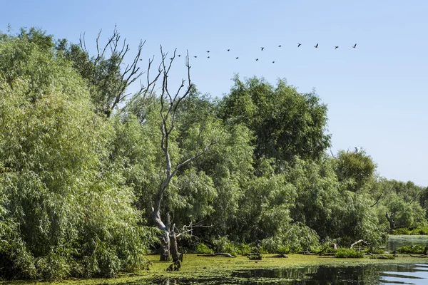 Gamla willows, djurlivet i Donaudeltat — Stockfoto