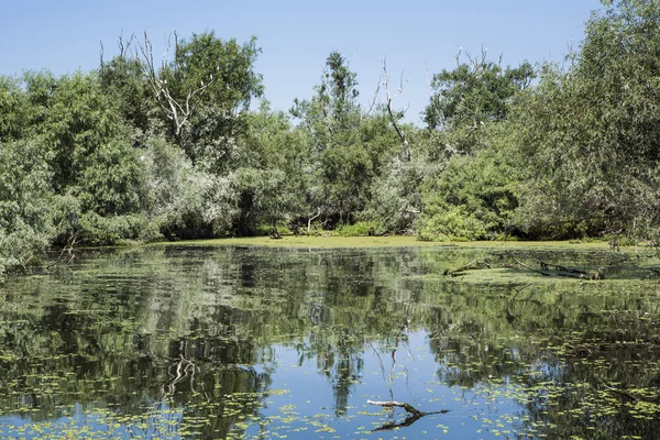 Vecchi salici, fauna selvatica del delta del Danubio — Foto Stock