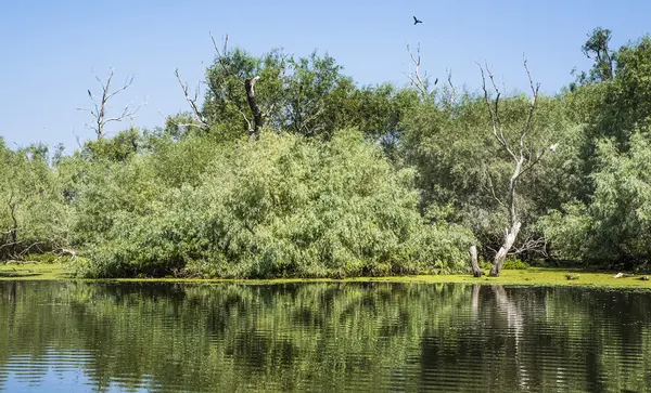 eski willows, vahşi yaşam Tuna Deltası