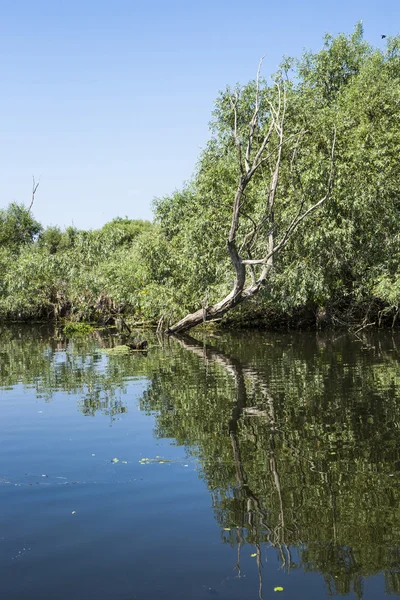 Salgueiros velhos, vida selvagem do delta do Danúbio — Fotografia de Stock