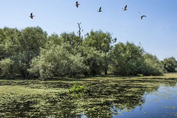 Vecchi salici, fauna selvatica del delta del Danubio — Foto Stock