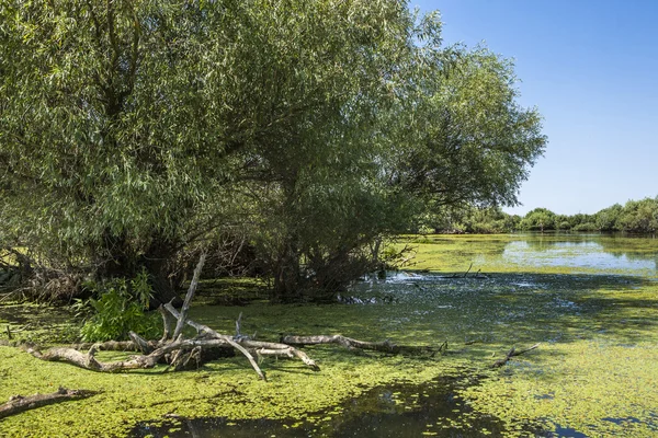Oude willows, dieren in het wild van de Donaudelta — Stockfoto