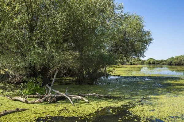 Gamla willows, djurlivet i Donaudeltat — Stockfoto