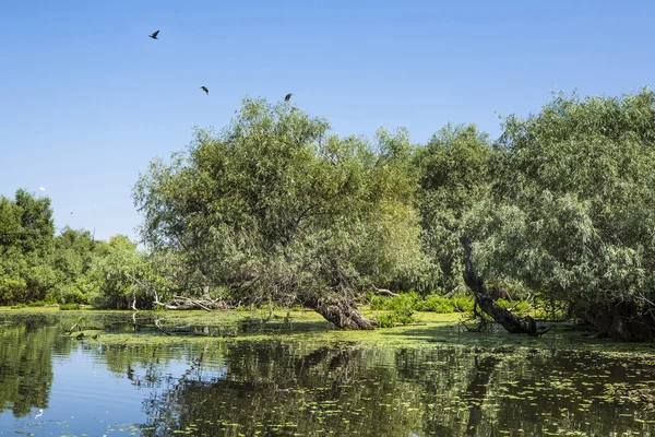 Oude willows, dieren in het wild van de Donaudelta — Stockfoto