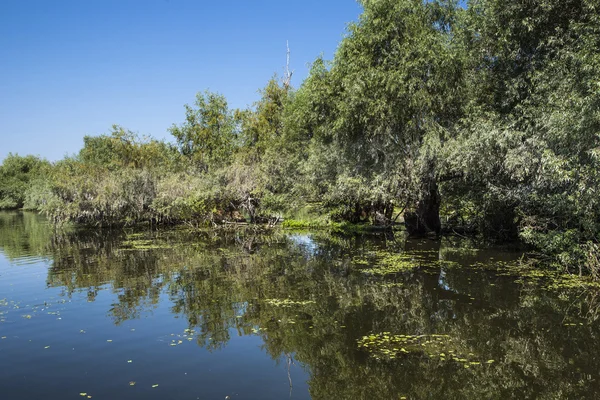 Oude willows, dieren in het wild van de Donaudelta — Stockfoto