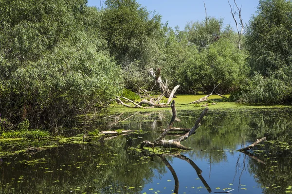 Gamla willows, djurlivet i Donaudeltat — Stockfoto