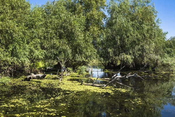 Vecchi salici, fauna selvatica del delta del Danubio — Foto Stock