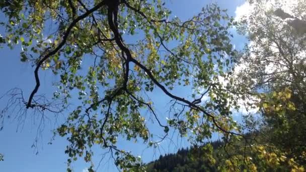Baum mit grünen Blättern und Sonnenschein — Stockvideo