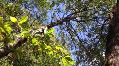 ağaç dalı rüzgarlı gün