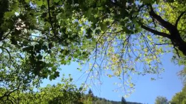 yeşil yaprakları ve güneş ağacı