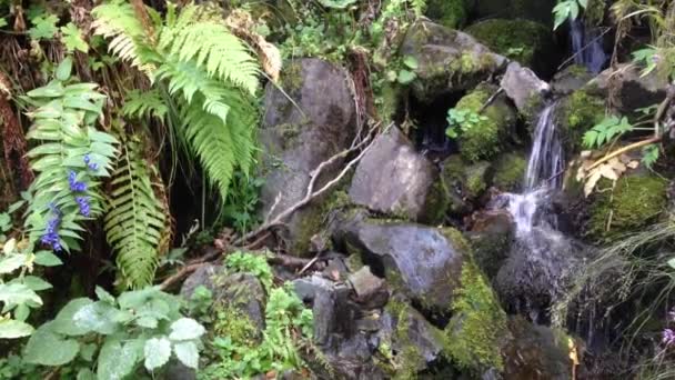 Cours d'eau douce en forêt de montagne 
