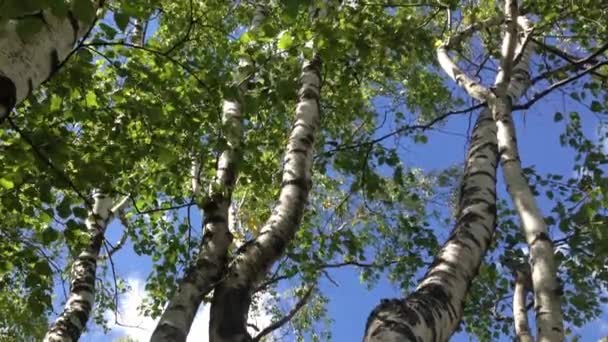 Birch trees — Stock Video