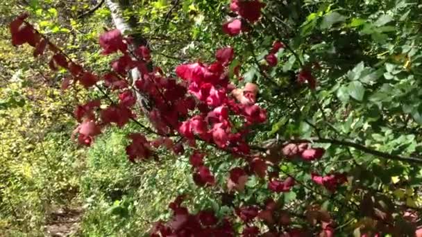 Красные листья — стоковое видео