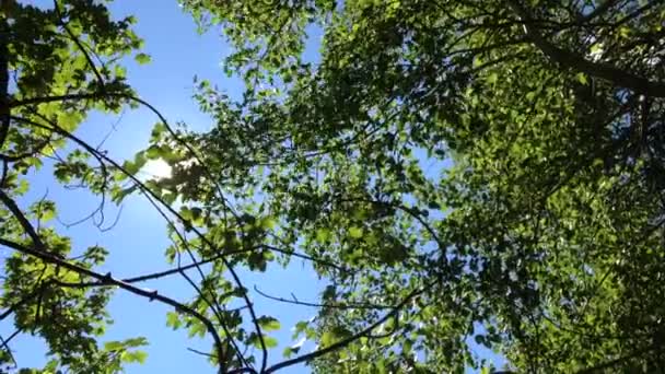 Boom met groene bladeren en zon — Stockvideo