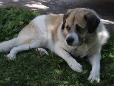Kafkas Çoban Köpeği