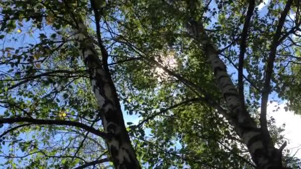 Berken bomen, sunbeam — Stockvideo
