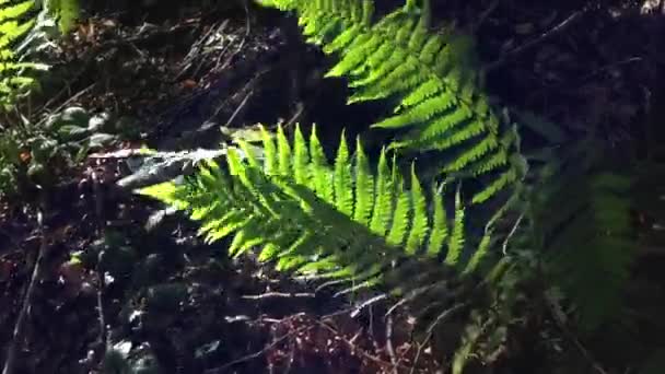 Ast eines Farns wiegt sich im Wind — Stockvideo