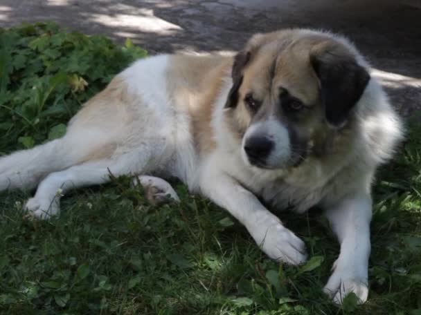 Chien de berger caucasien