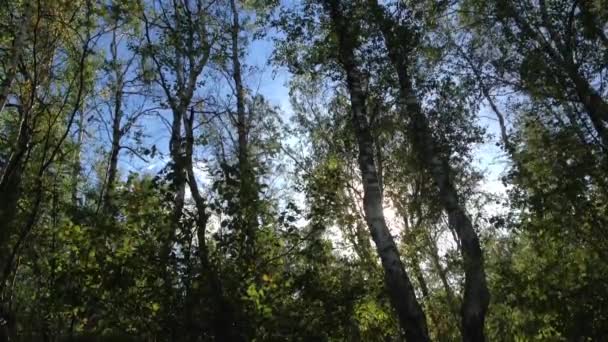 Berken bomen, sunbeam — Stockvideo