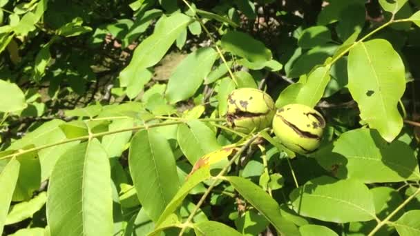 Vlašské ořechy, visící na stromě — Stock video