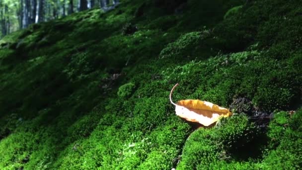 长满苔藓的石头 — 图库视频影像