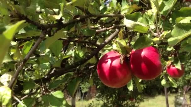 Äppelträd — Stockvideo