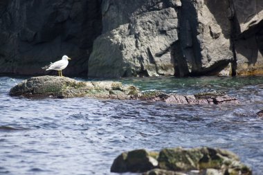 Kayalıklarda martı