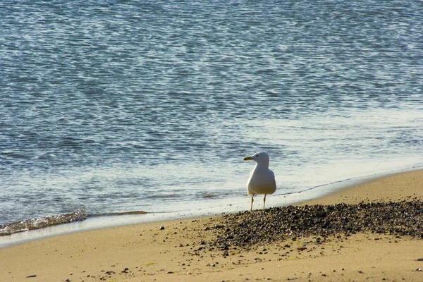 Gaviota en la arena —  Fotos de Stock