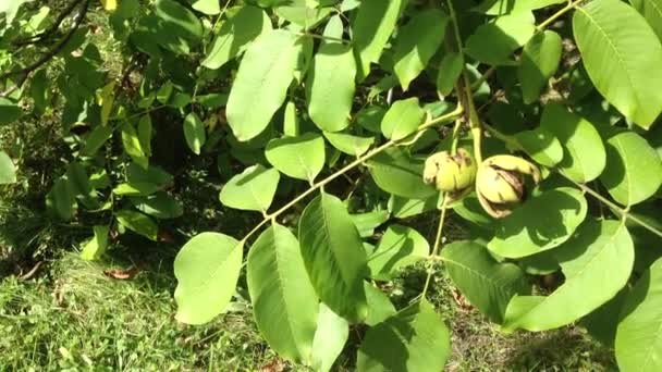 Орехи, висящие на дереве — стоковое видео