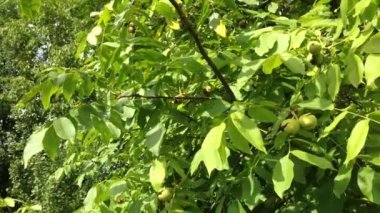 ağaç üzerinde asılı ceviz