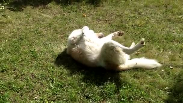 Hund spielt auf dem Rasen — Stockvideo