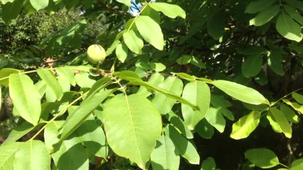 Nueces colgando del árbol — Vídeos de Stock