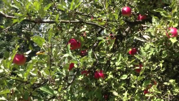 Manzanas en el árbol — Vídeo de stock