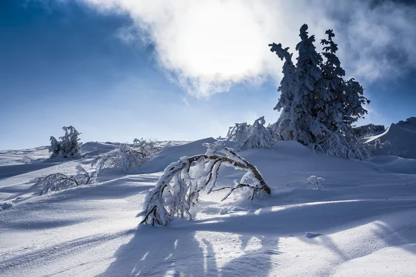 Escena invernal — Foto de Stock