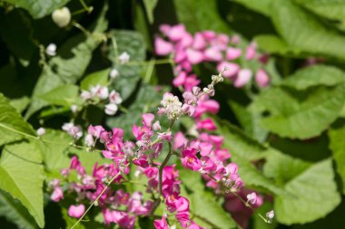 Küçük pembe karışımı beyaz çiçek, Meksika sarmaşık çiçek yakın çekim
